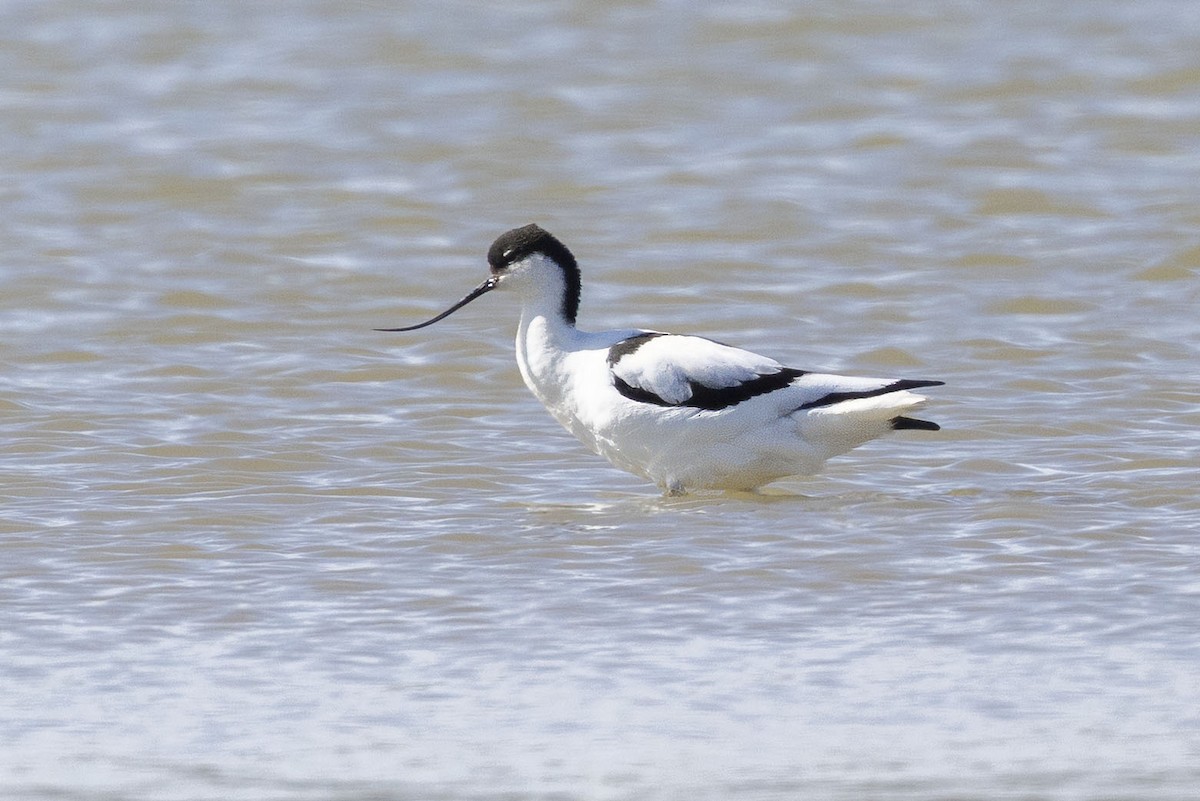 Pied Avocet - ML633005444