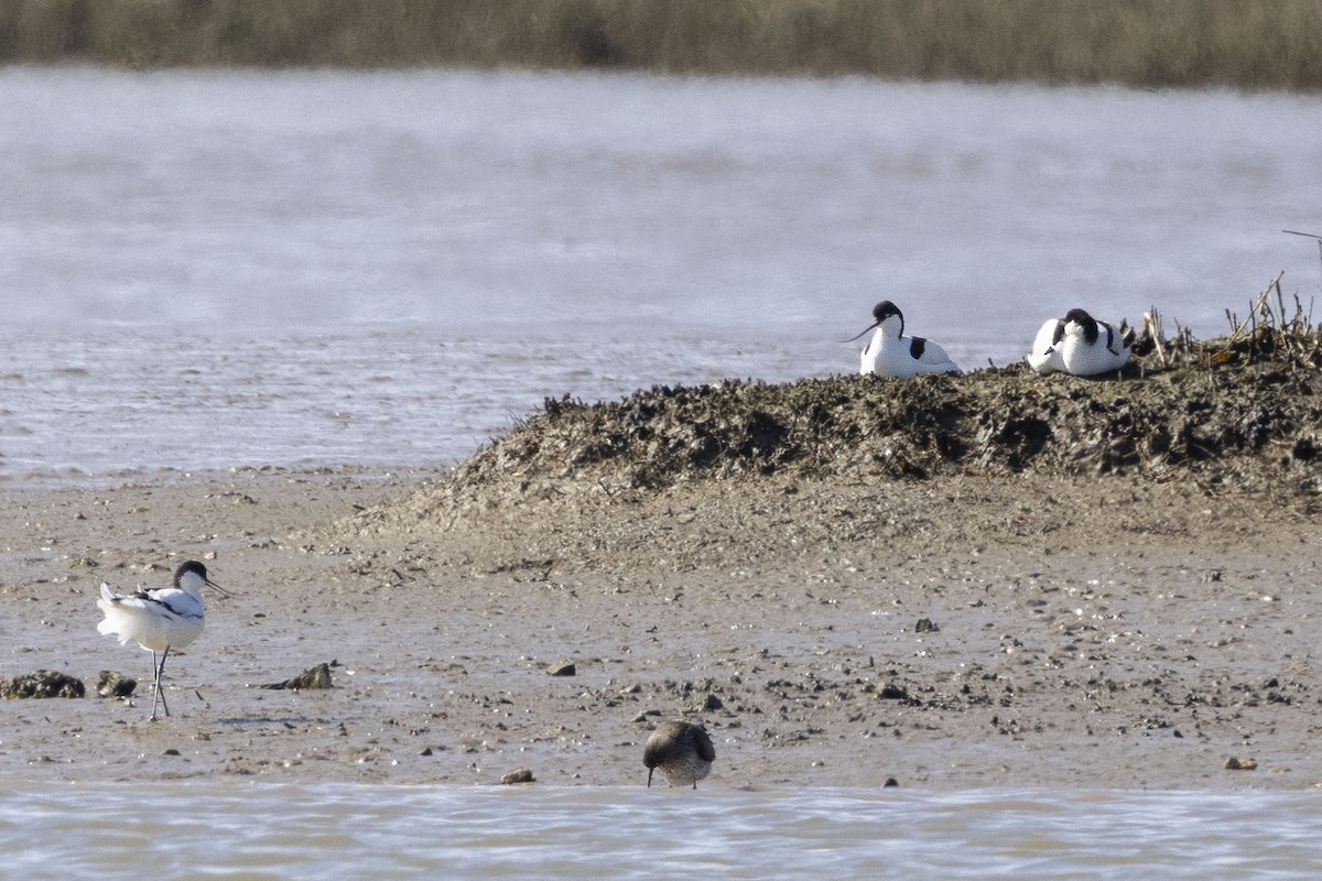 Pied Avocet - ML633005445