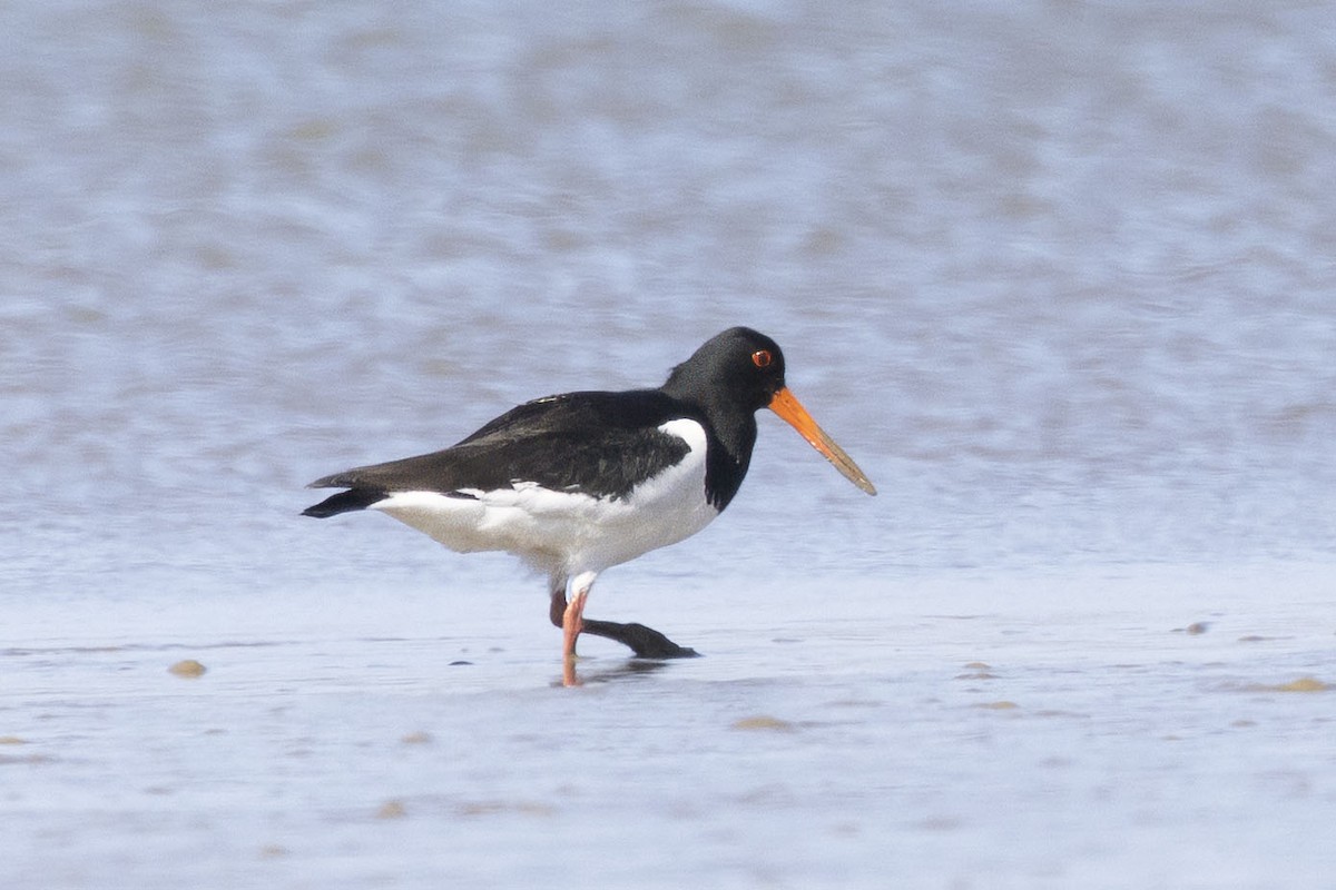 Eurasian Oystercatcher - ML633005448