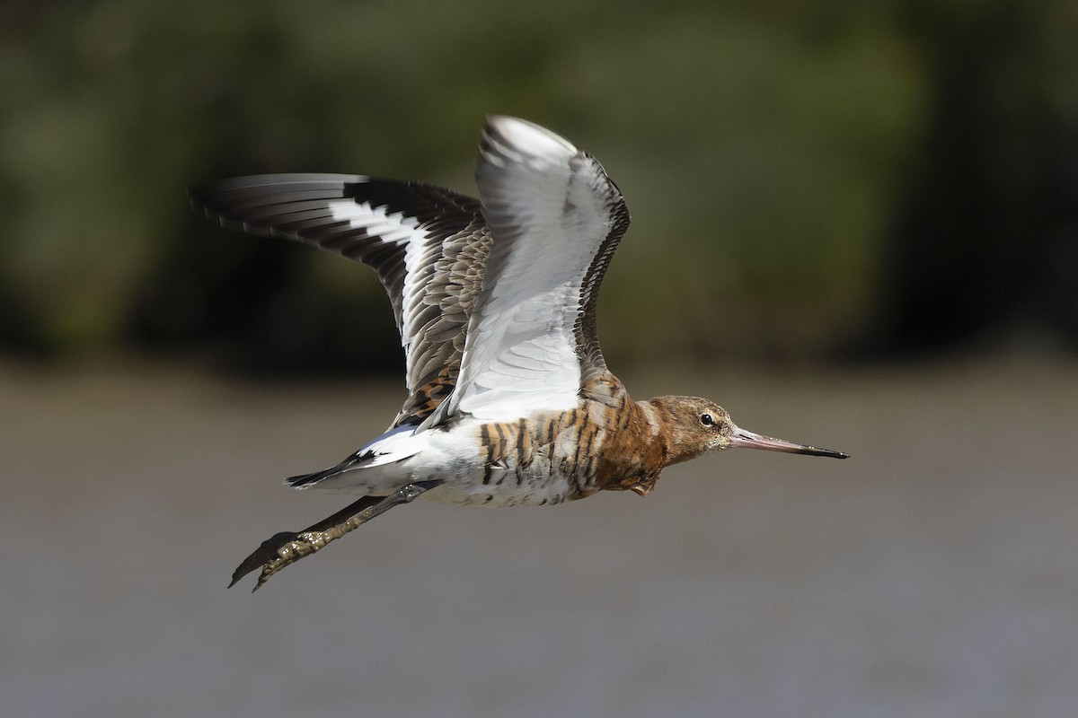Black-tailed Godwit - ML633005464