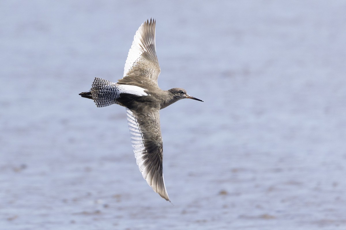 Common Redshank - ML633005470