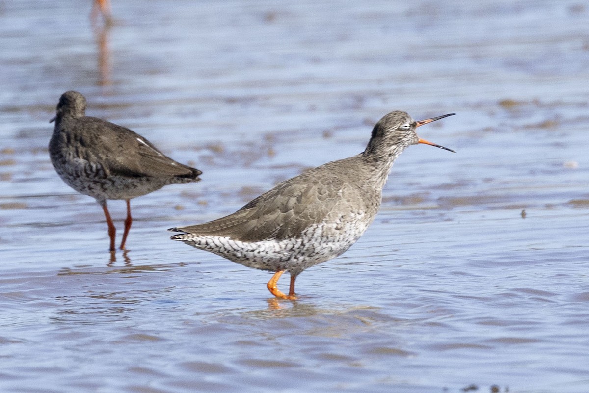 Common Redshank - ML633005471