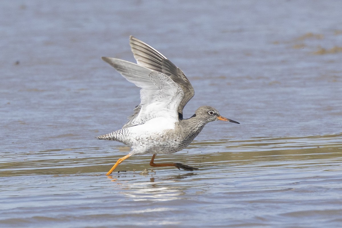 Common Redshank - ML633005472