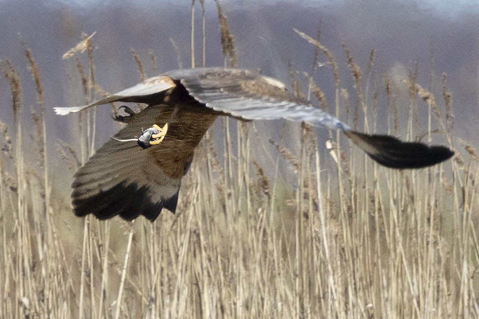 Western Marsh Harrier - ML633005495