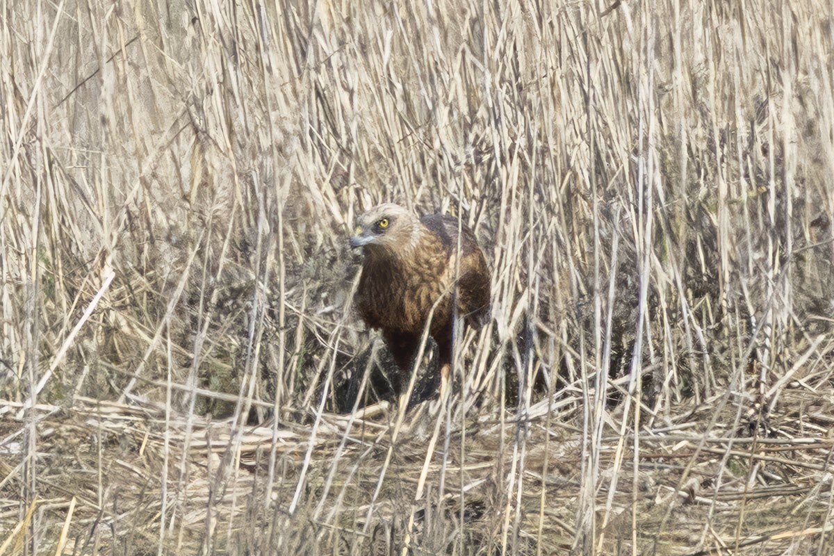 Western Marsh Harrier - ML633005497