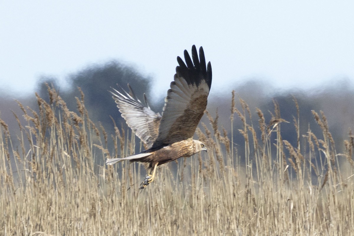 Western Marsh Harrier - ML633005498