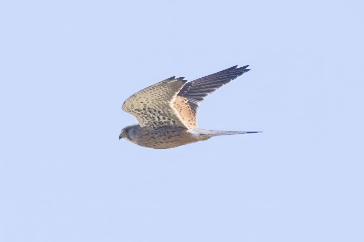 Eurasian Kestrel - ML633005505