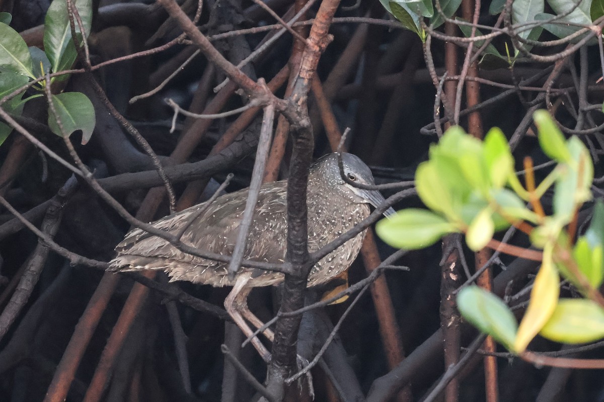 White-crested Tiger-Heron - ML633005523