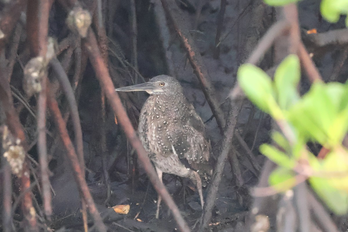 White-crested Tiger-Heron - ML633005524