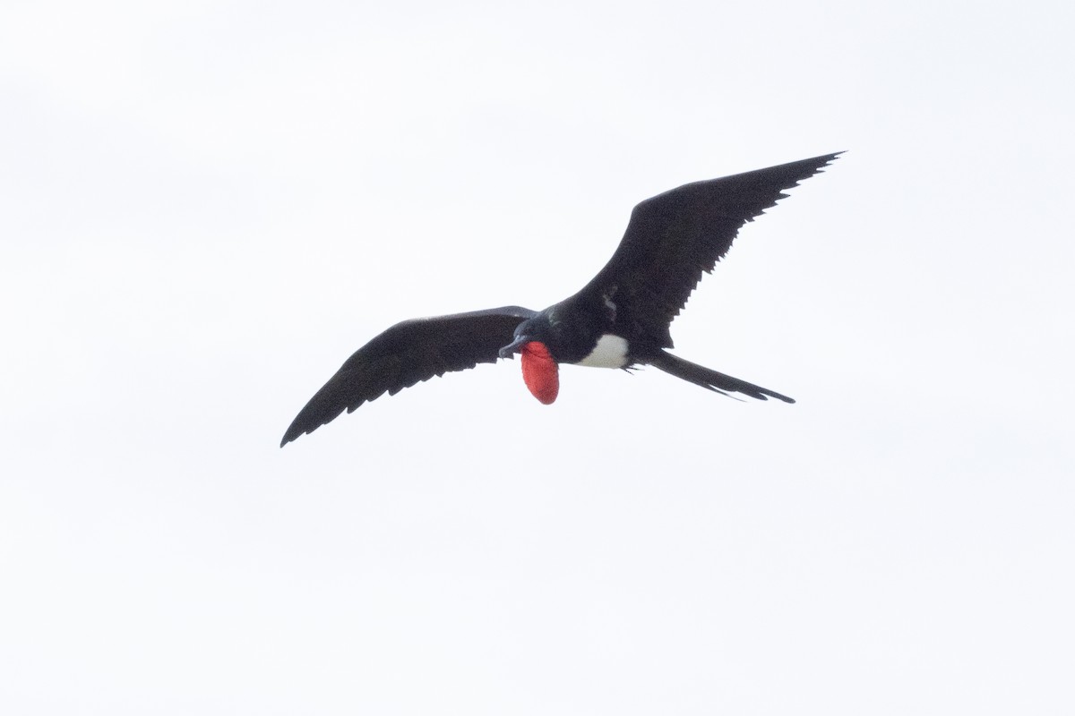 Christmas Island Frigatebird - ML633005643
