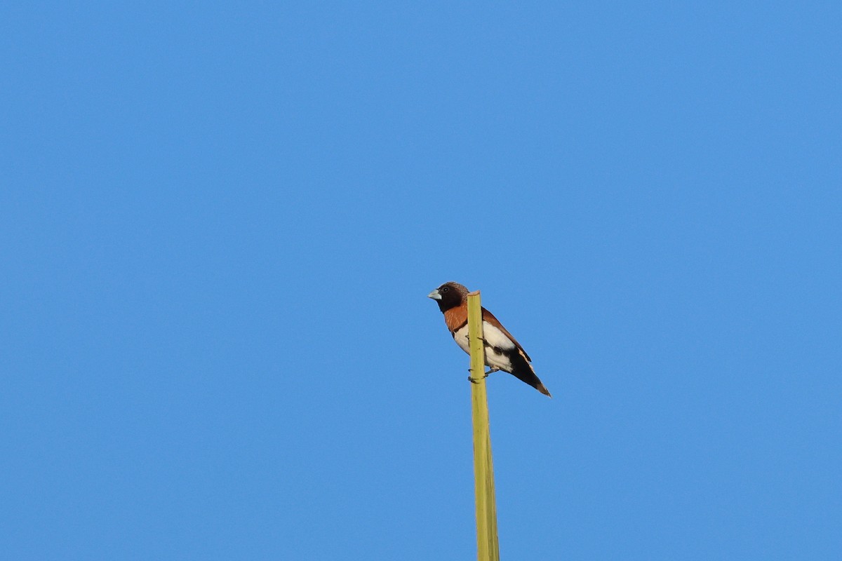 Chestnut-breasted Munia - ML633005659