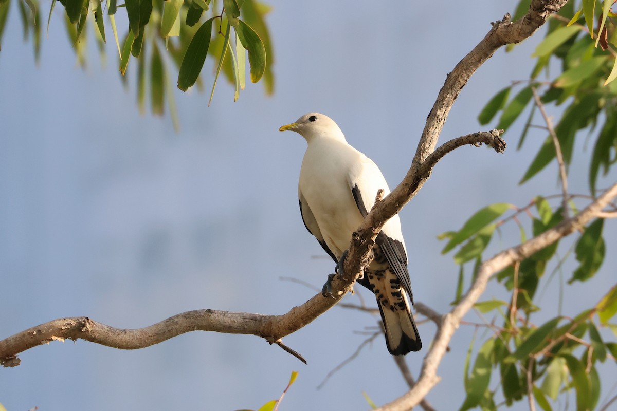 Torresian Imperial-Pigeon - ML633005662