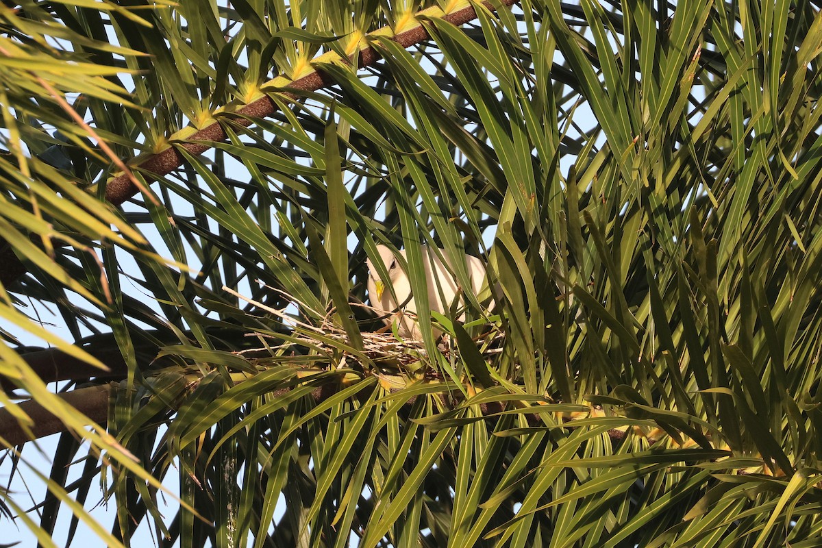 Torresian Imperial-Pigeon - ML633005663