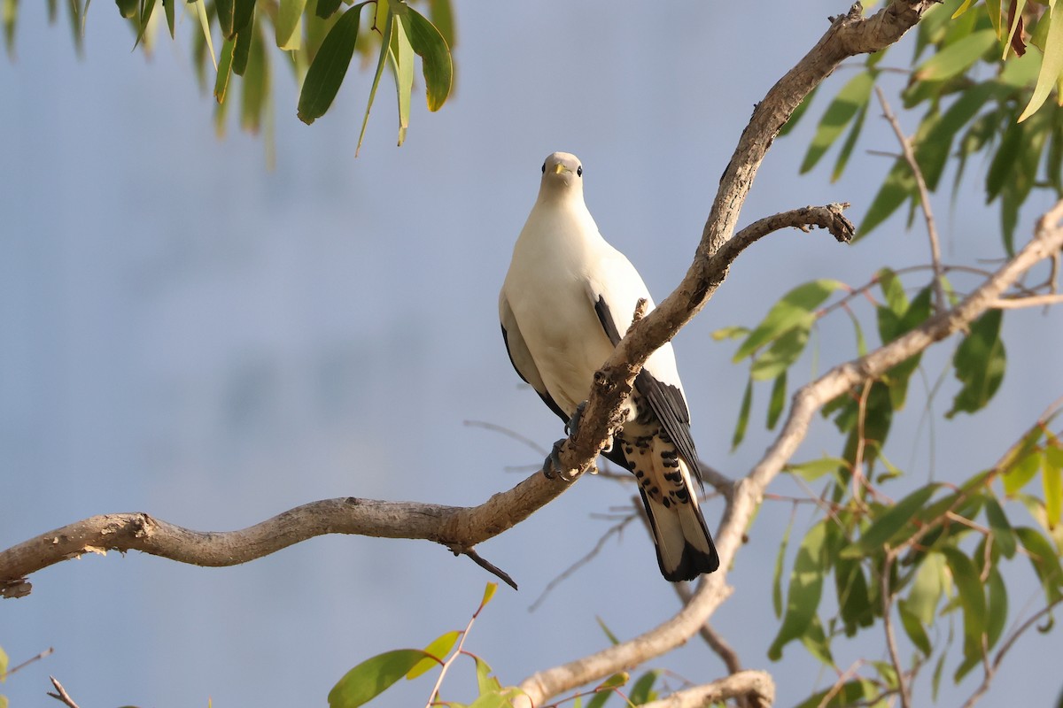 Torresian Imperial-Pigeon - ML633005664