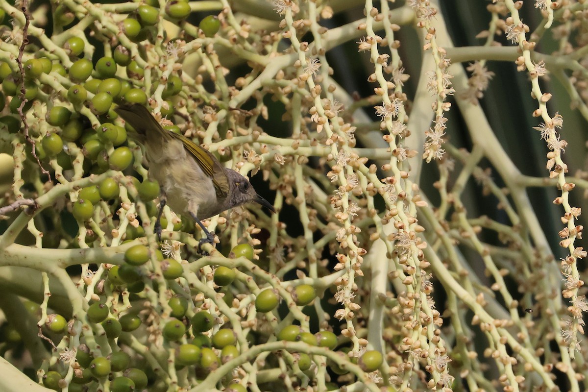 Brown Honeyeater - ML633005669