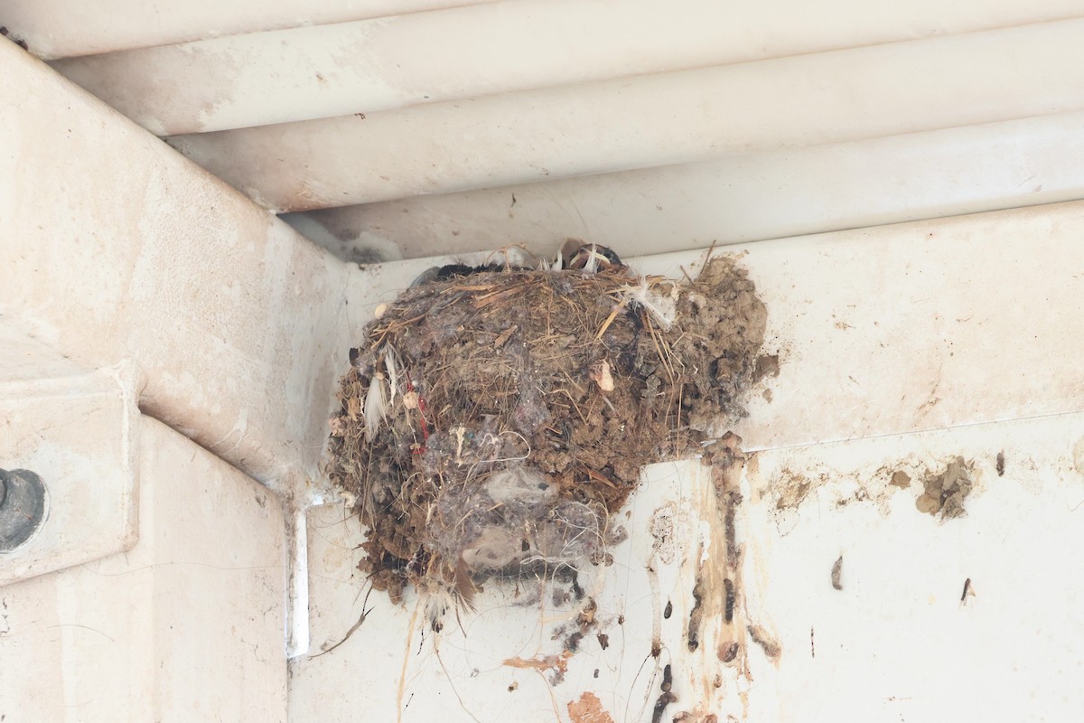 Welcome Swallow - ML633005677