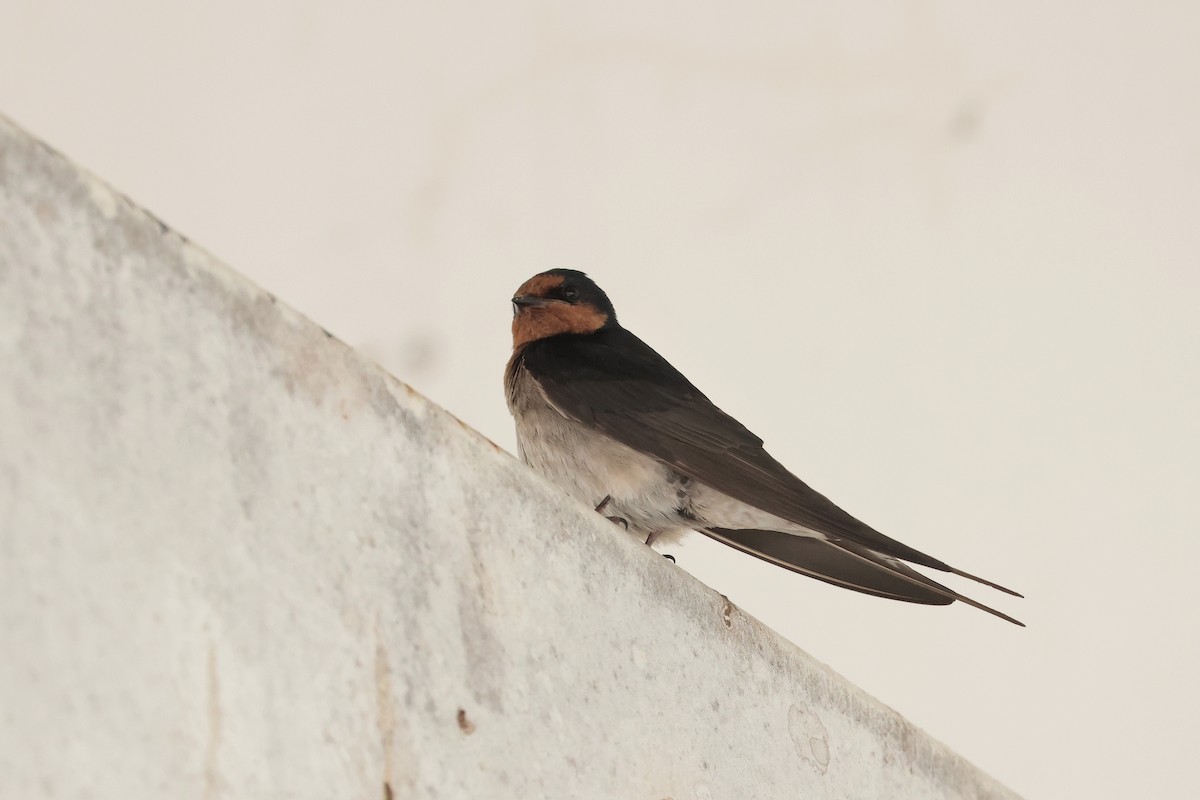 Welcome Swallow - ML633005678