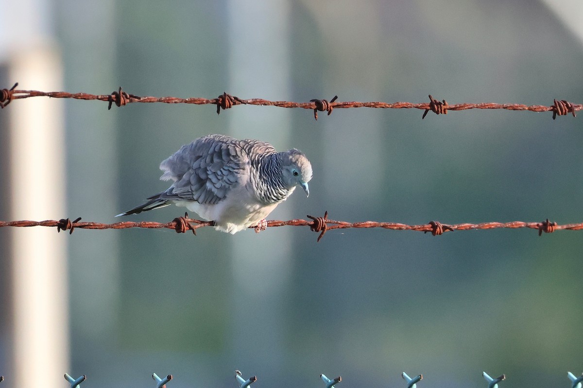 Peaceful Dove - ML633005680