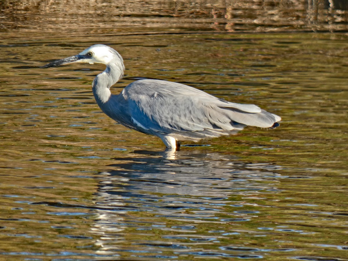 White-faced Heron - ML633005704