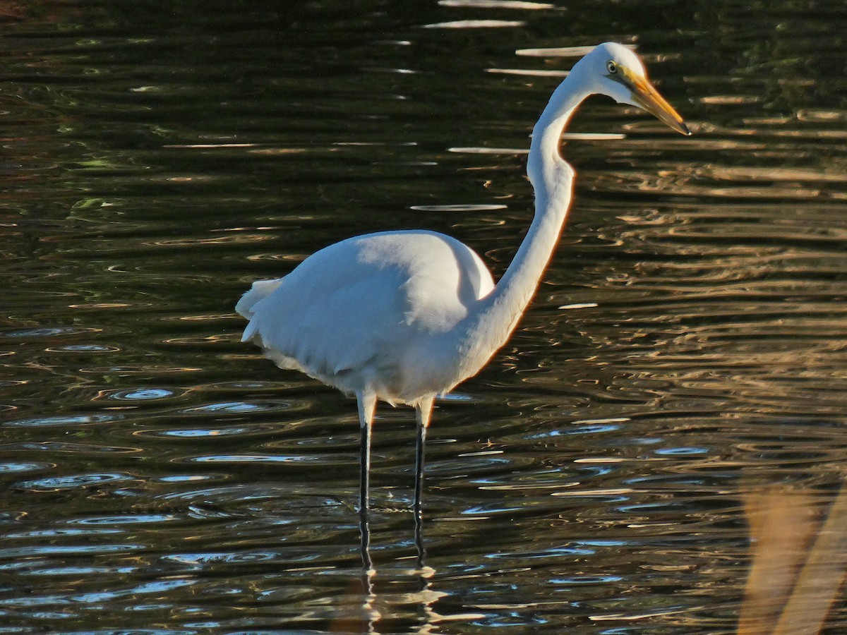 Great Egret - ML633005707