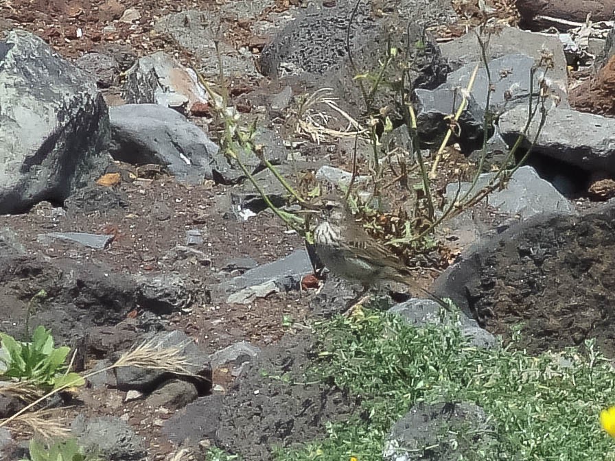 Berthelot's Pipit - ML633005931