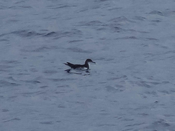 Manx Shearwater - ML633005935