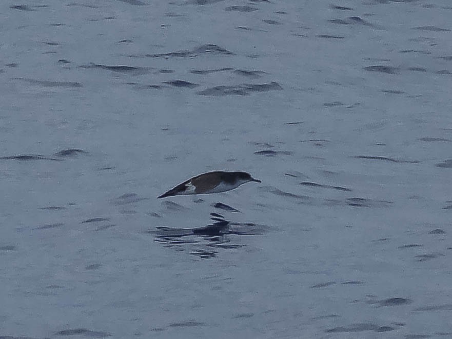 Manx Shearwater - ML633005936