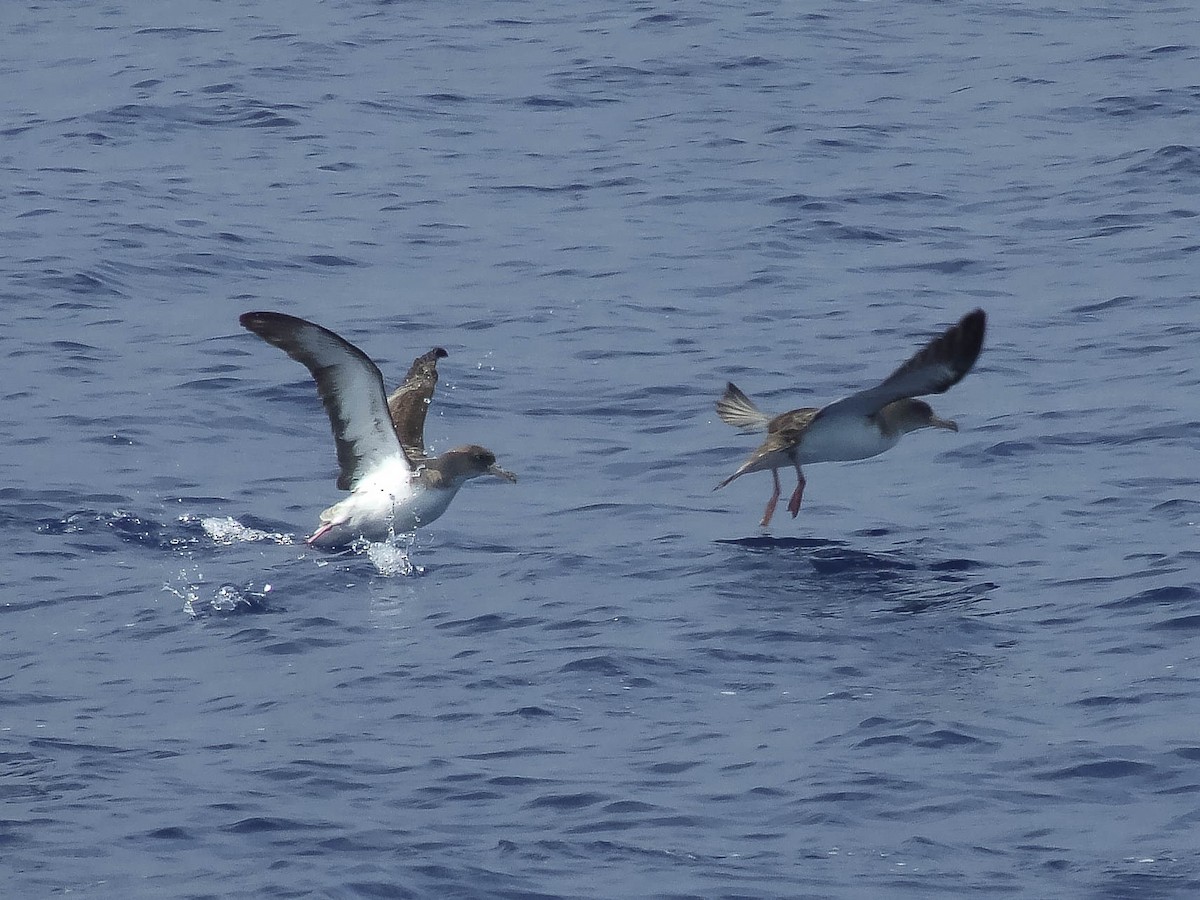 Cory's Shearwater - ML633005939