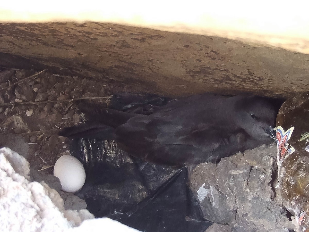 Bulwer's Petrel - ML633005944