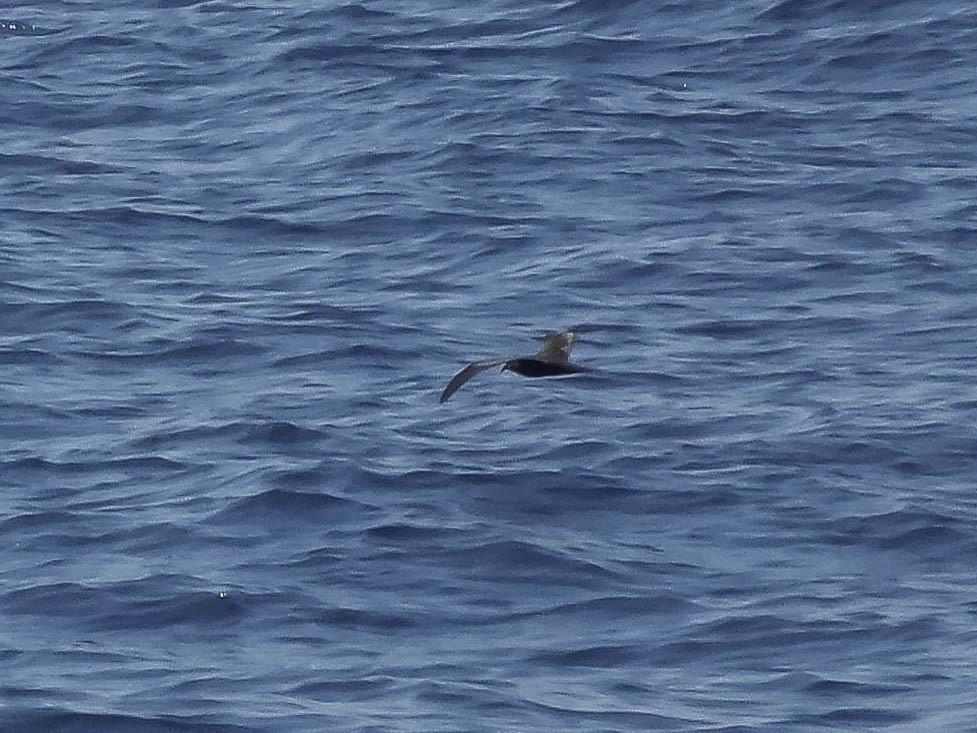 Bulwer's Petrel - ML633005948