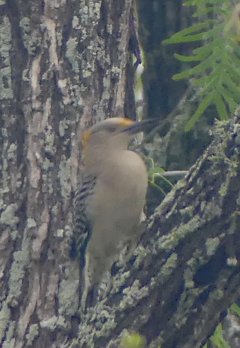 Golden-fronted Woodpecker - ML633006093