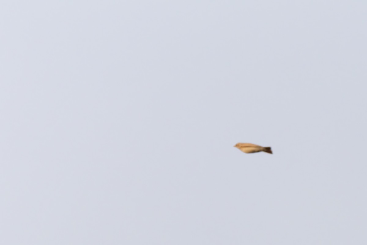 Arabian Lark - ML633006129