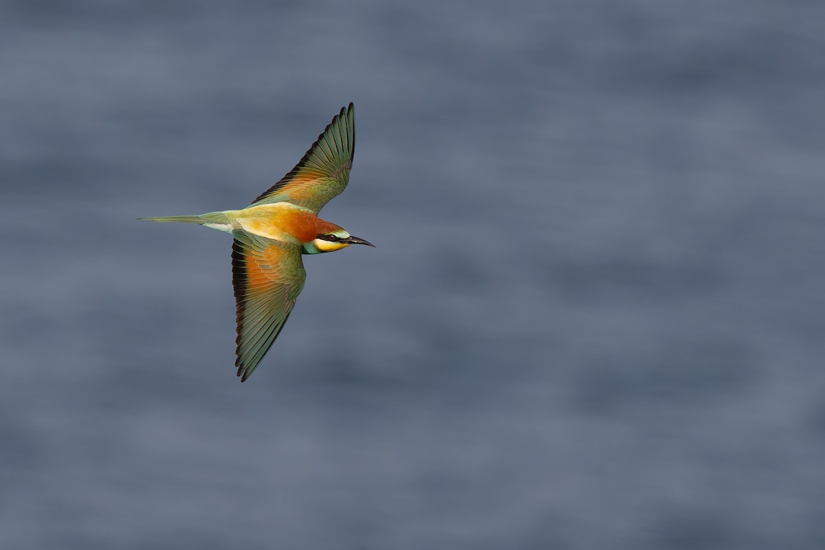 European Bee-eater - Rotem Avisar