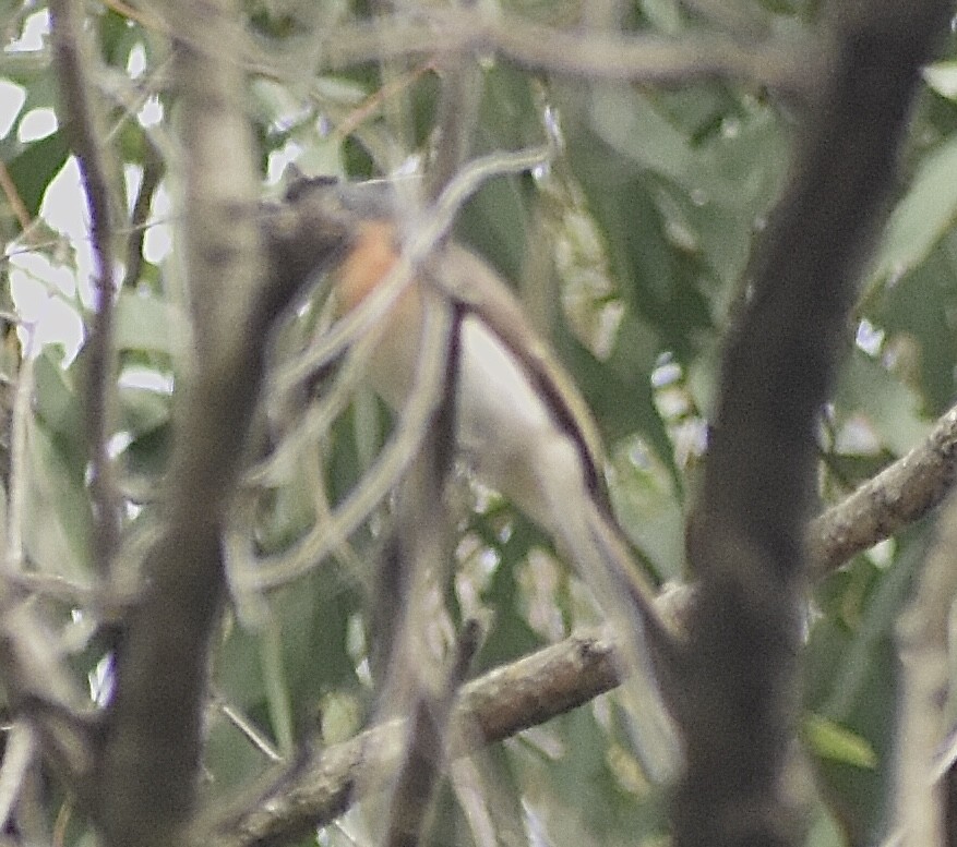Satin Flycatcher - ML633006172