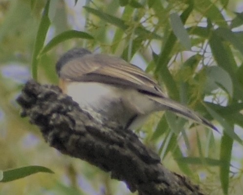 Satin Flycatcher - ML633006174