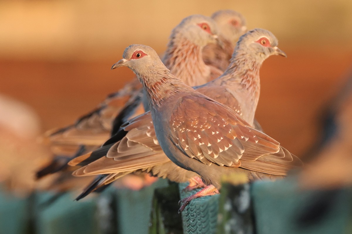 Speckled Pigeon - ML633006348