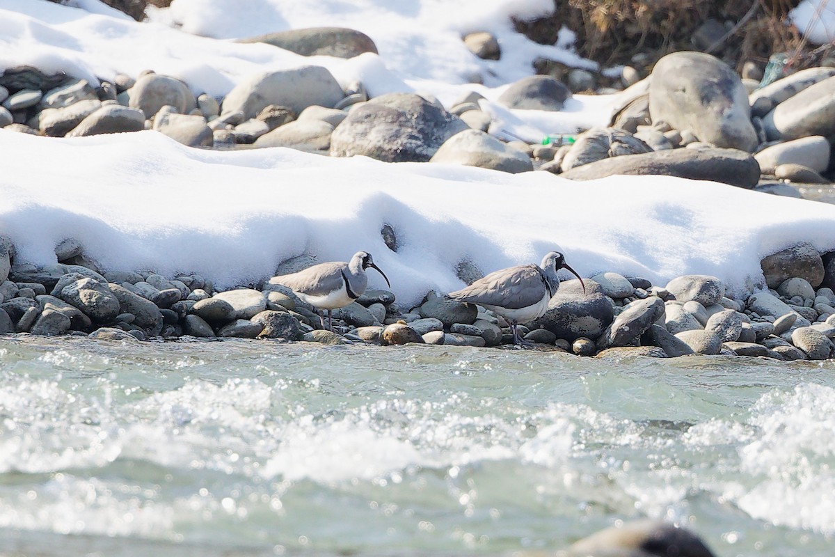 Ibisbill - ML633006784