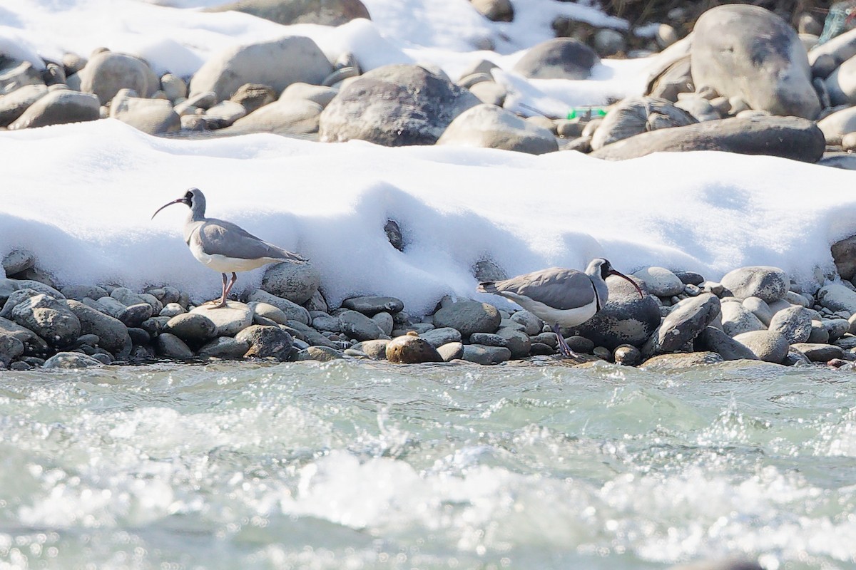 Ibisbill - ML633006785