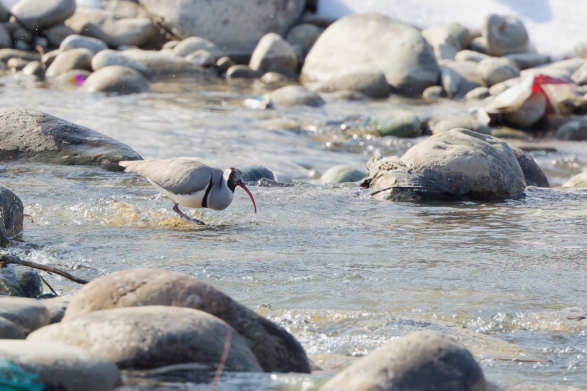 Ibisbill - ML633006786