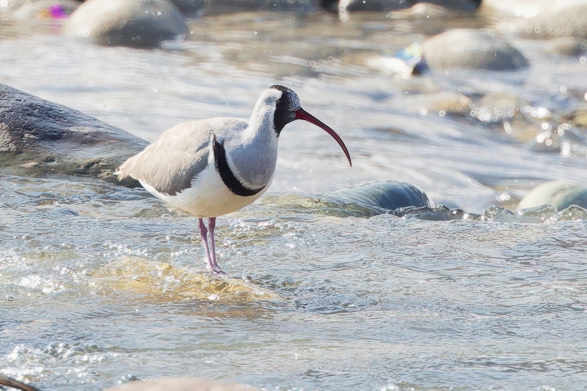 Ibisbill - ML633006787