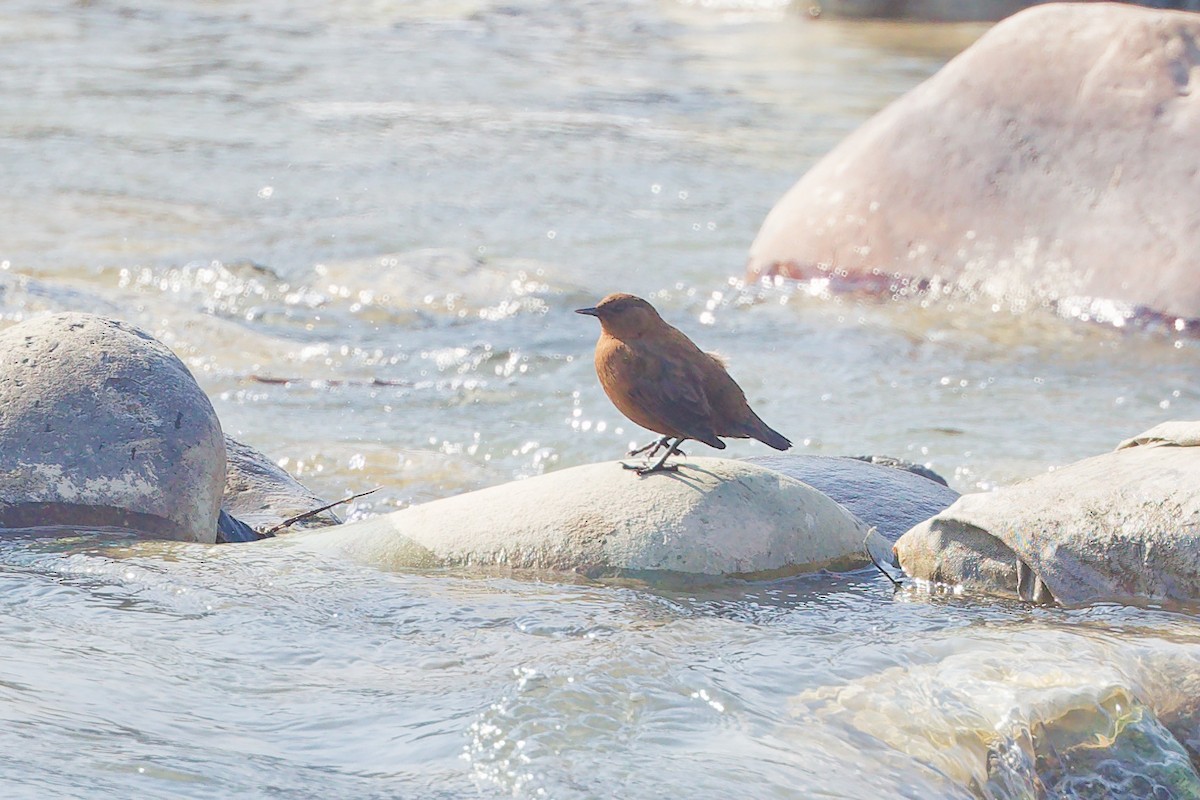 Brown Dipper - ML633006801
