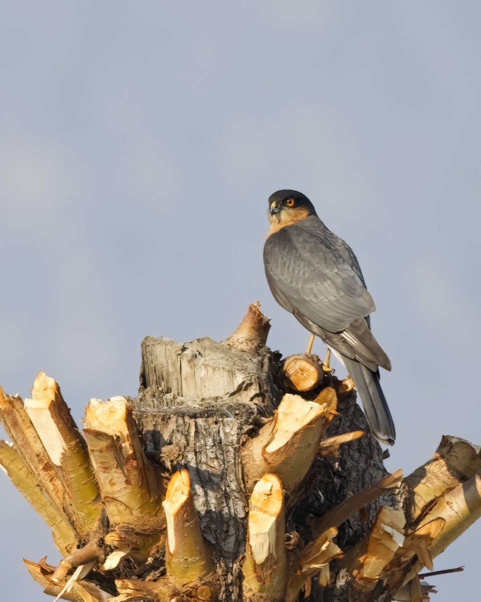 Морин харцага - ML633006862