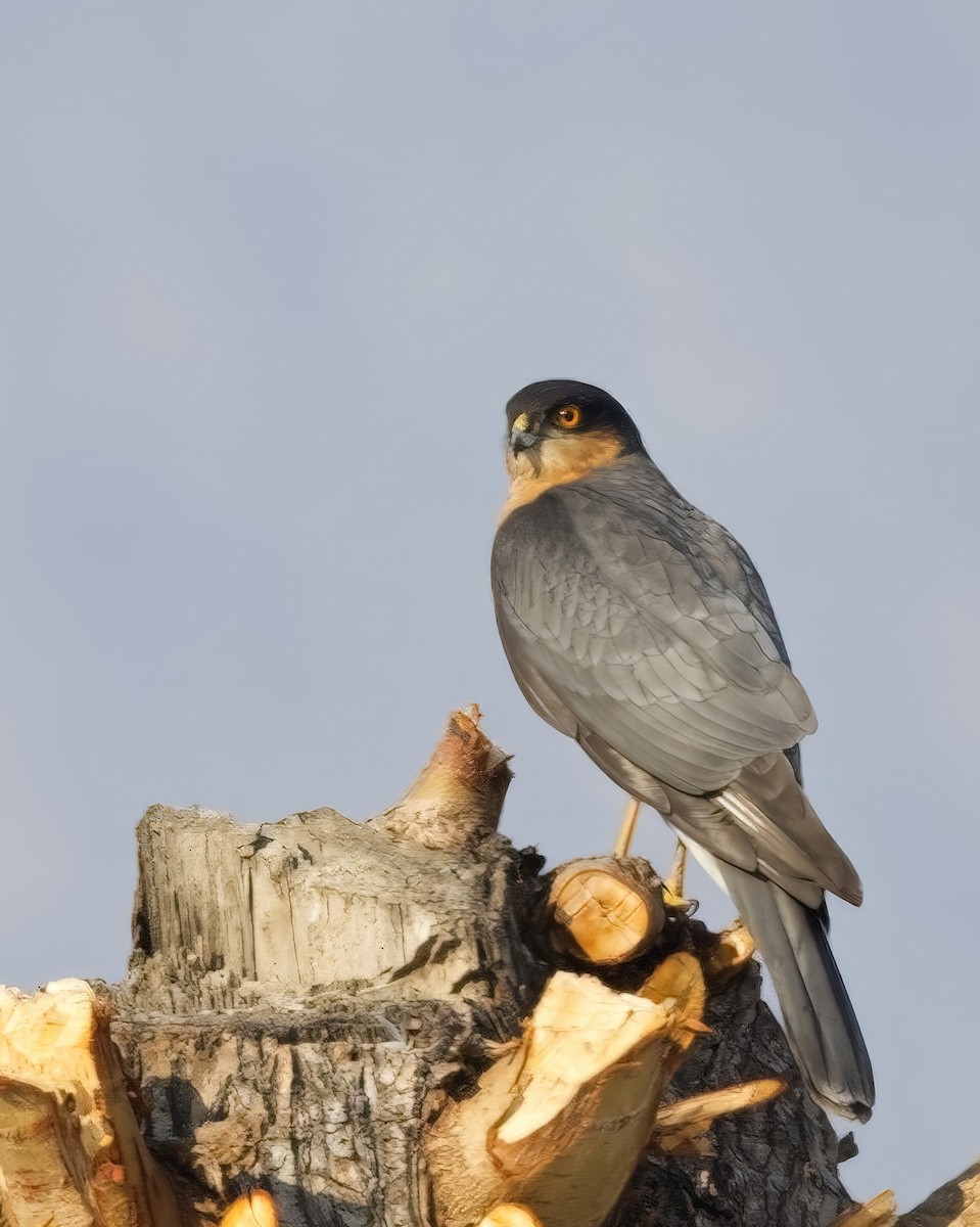 Морин харцага - ML633006863