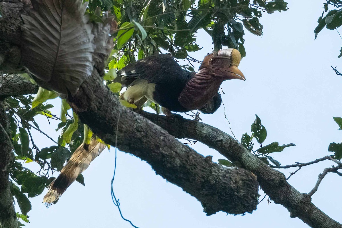 Helmeted Hornbill - ML633007064
