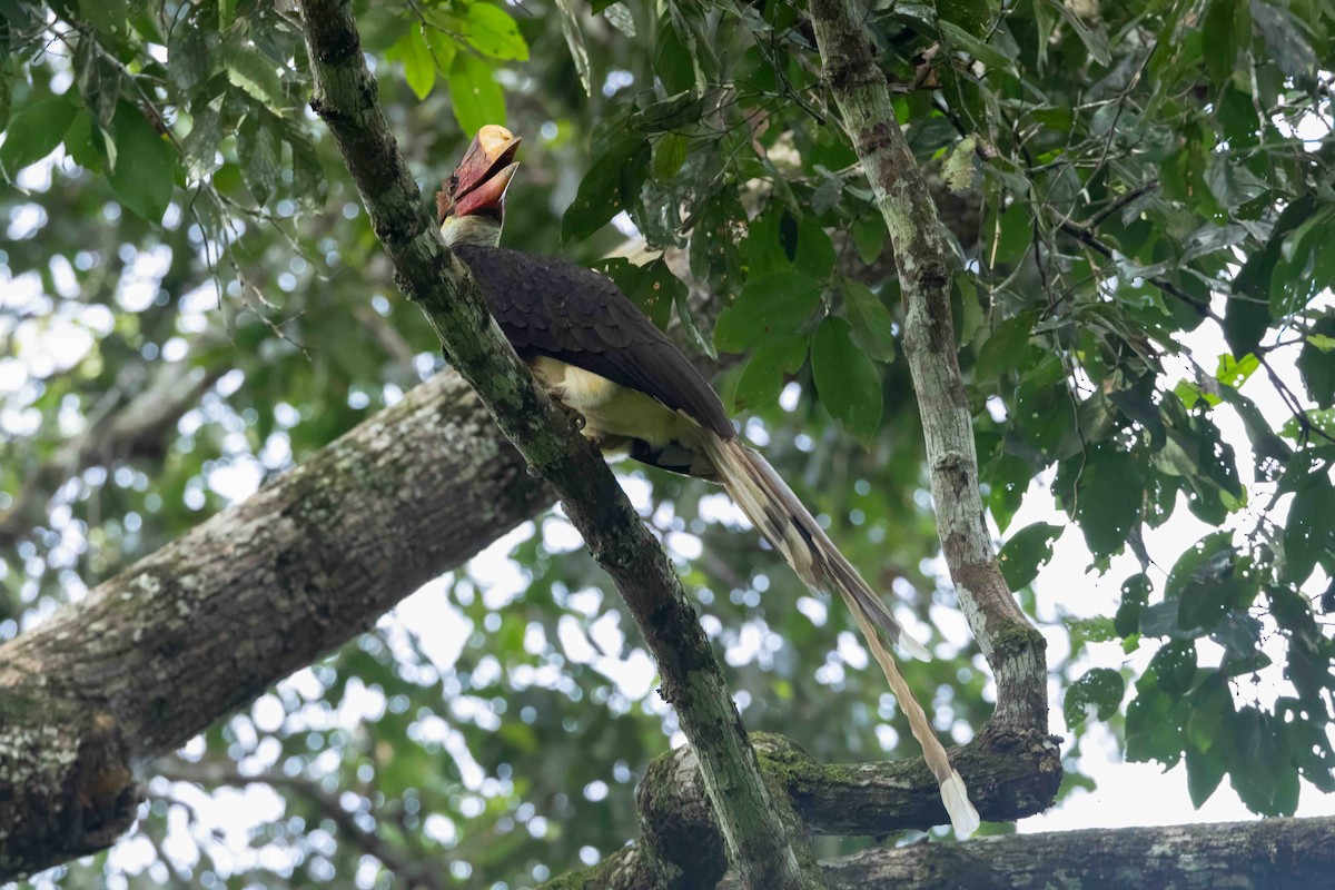 Helmeted Hornbill - ML633007065