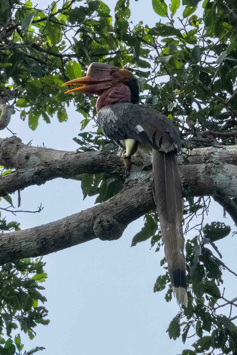 Helmeted Hornbill - ML633007066