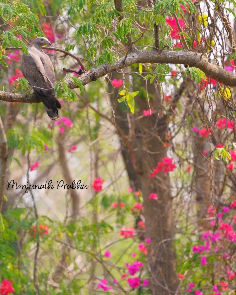 Oriental Honey-buzzard - ML633007074