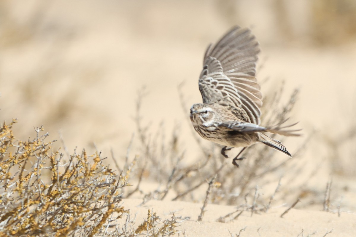 Dune Lark (Coastal) - ML633007373