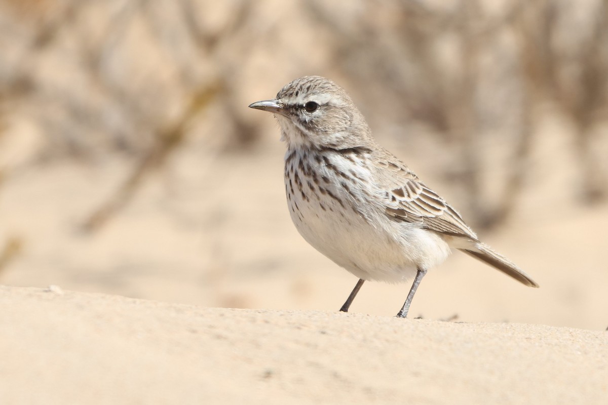 Dune Lark (Coastal) - ML633007374