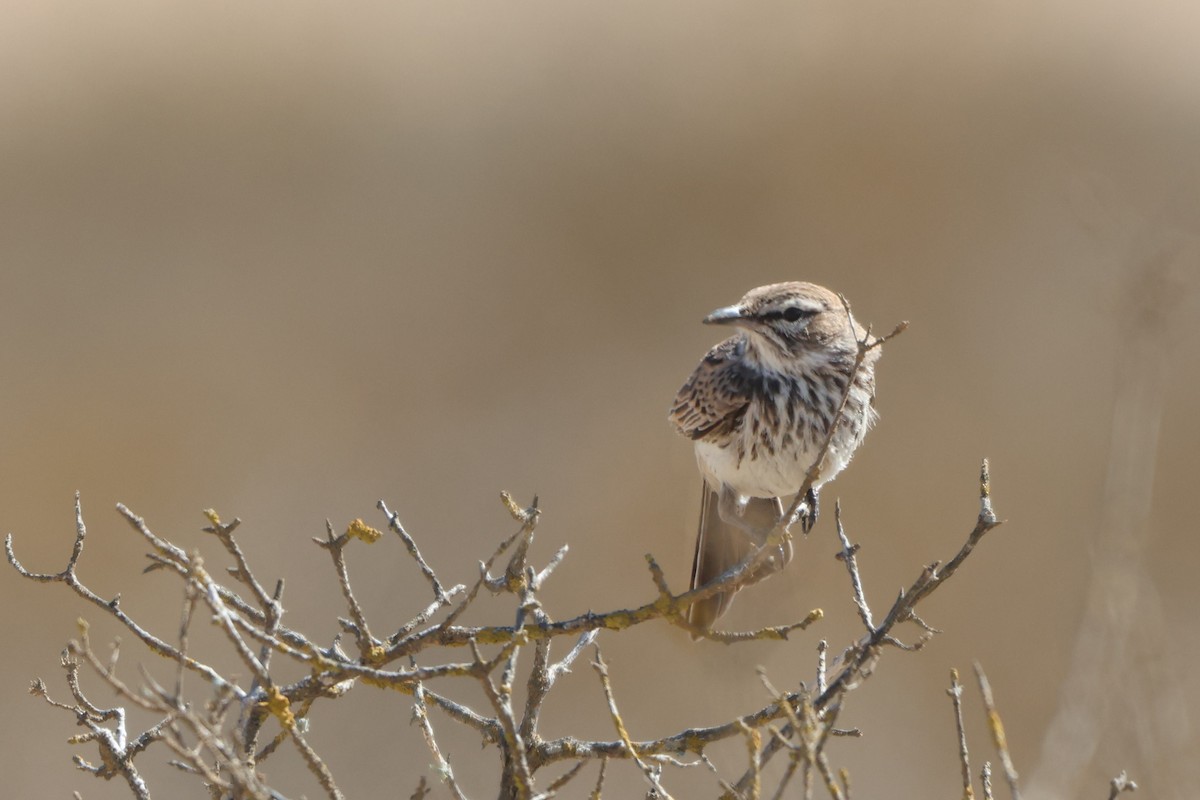 Dune Lark (Coastal) - ML633007375